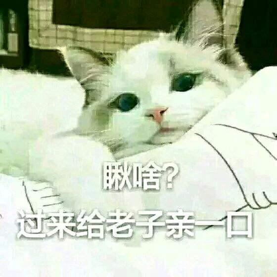萌宠 表情包,治愈系萌物，瞬间融化你的心